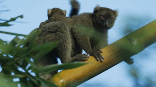 Madagascar: Africa's Galapagos